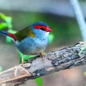 Meet your Posher, Justine